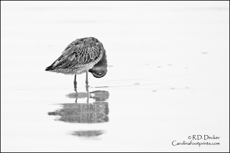 An artistic presentation of a Shortbilled Dowitcher.